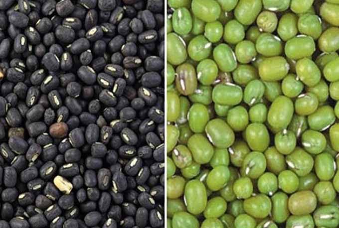 मूग, उडीद नोंदणीसाठी २४ ऑक्टोबरपर्यंत मुदतवाढ