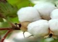 cotton bt seeds