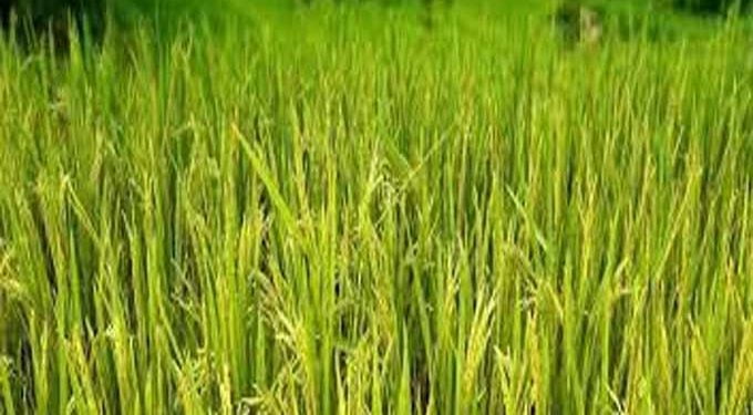 crops