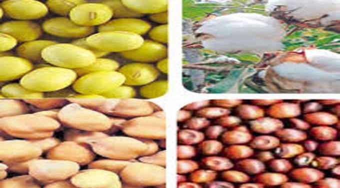 soyabean-cotton-crops