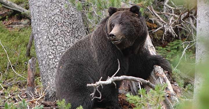 bear