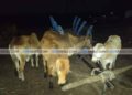 कत्तली करिता आणलेल्या १६ गौवंशाची पोलिसांनी केली सुटका