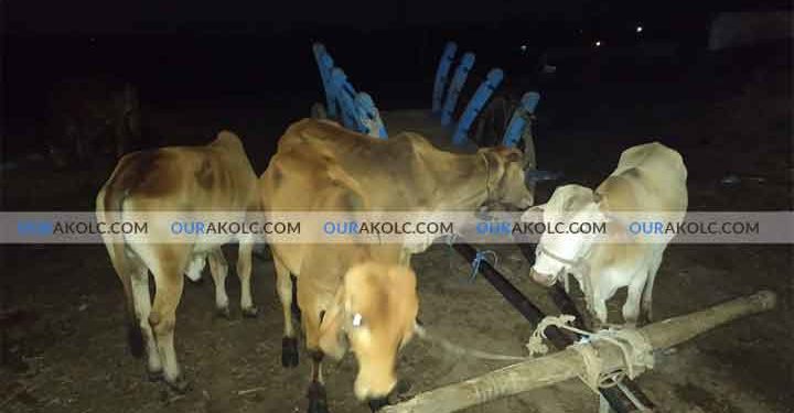 कत्तली करिता आणलेल्या १६ गौवंशाची पोलिसांनी केली सुटका