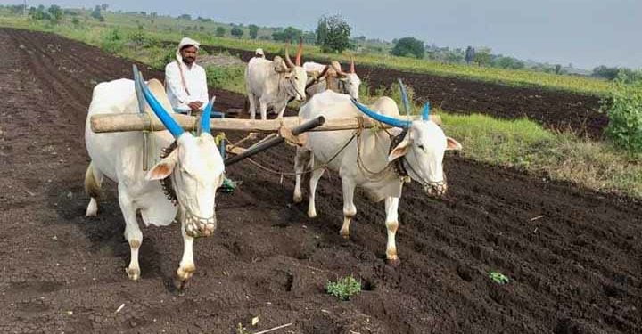 sowing