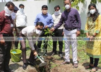 tree plantation
