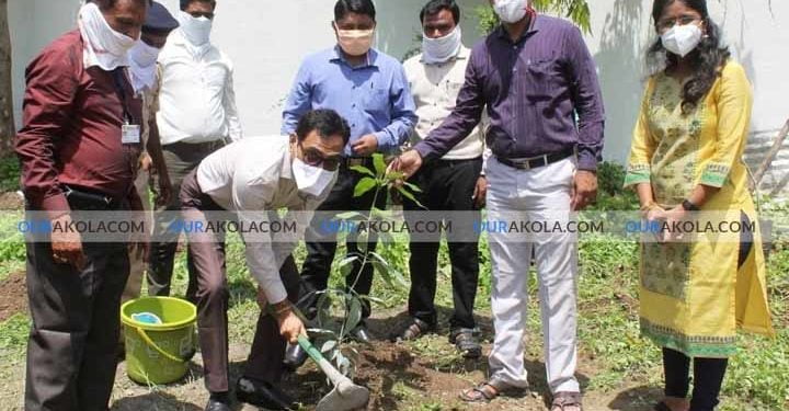 tree plantation