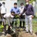 tree plantation