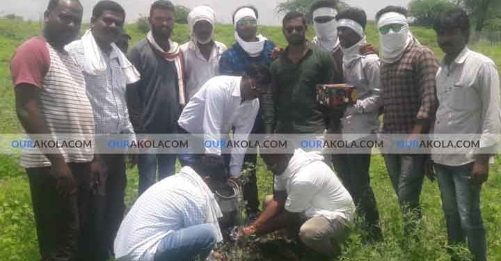 tree planting