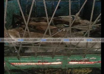 अकोट ग्रामीण पोलिसांची धडक कारवाई