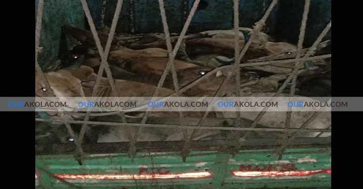 अकोट ग्रामीण पोलिसांची धडक कारवाई