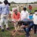 tree planting akola