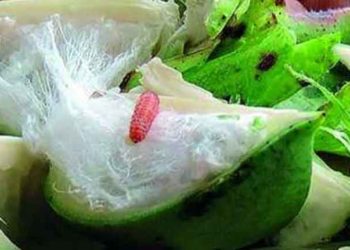 बोंडअळी
