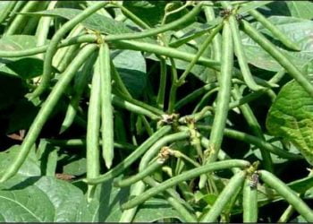 मुगावरील विषाणुजन्य