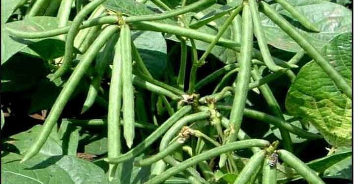 मुगावरील विषाणुजन्य