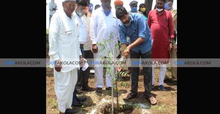 निंबवृक्ष लागवड