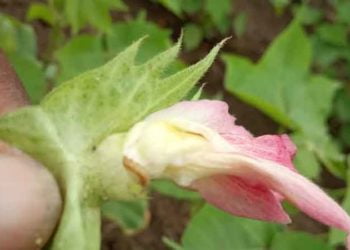 गुलाबी बोंड अळी