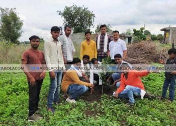 tree plantation