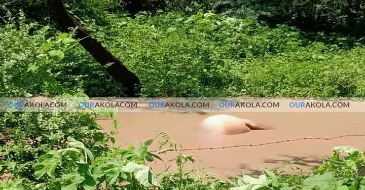 भांबेरी