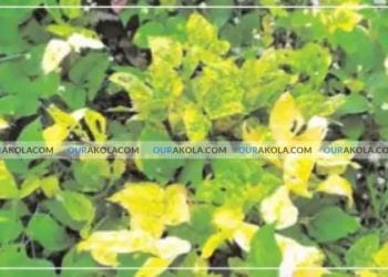 मुंग पिक