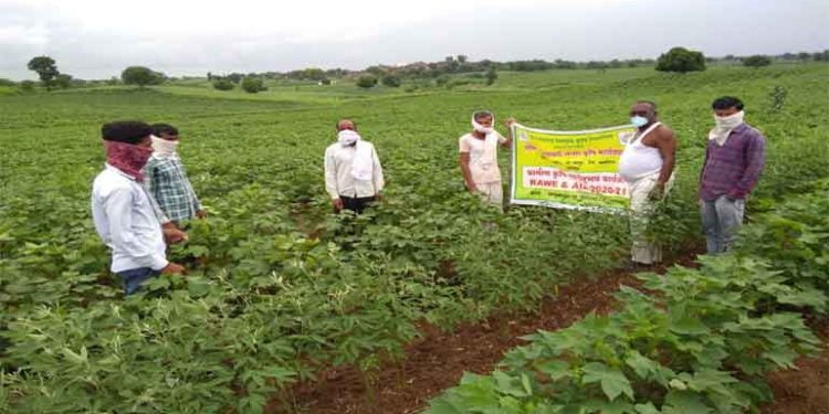 गुलाबी बोंड