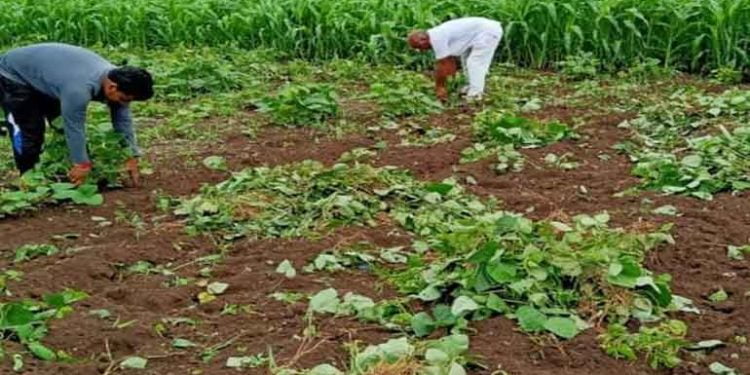 मुगाचे पीक