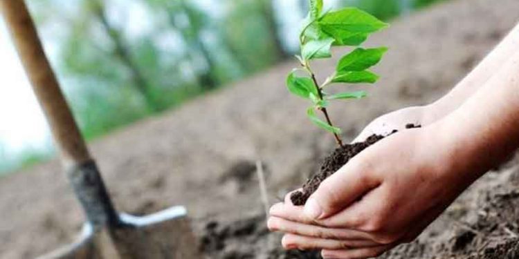 वृक्ष लागवड