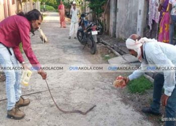 पातुर news