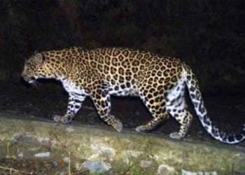 बिबट्या