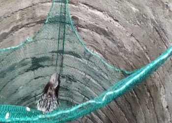 विहिरीत पडलेल्या वन्यप्राणी सायाळला रेस्क्यू करून वन विभागाने दिले जीवनदान