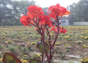 फुलोंके रंगसे…सदिच्छा, शुभेच्छांचे टोकन डॉ. पंजाबराव देशमुख कृषि विद्यापीठाच्या प्रांगणातील फुल शेतीला बहर