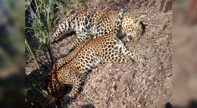 पिंपळखुटा येथे दोन बिबट्याचा संशयास्पद मृत्यू