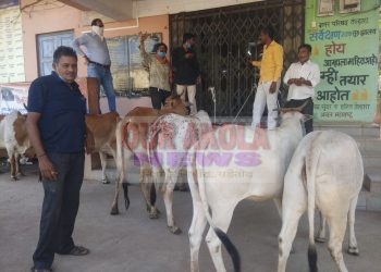 तेल्हारा पालिकेचा बेजबाबदारपणा! अन संतप्त शेतकऱ्यांनी जनावरे बांधली थेट पालिकेच्या प्रवेशद्वाराला