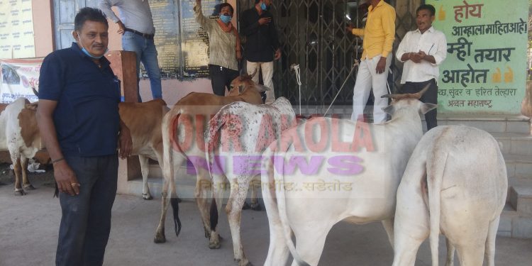 तेल्हारा पालिकेचा बेजबाबदारपणा! अन संतप्त शेतकऱ्यांनी जनावरे बांधली थेट पालिकेच्या प्रवेशद्वाराला