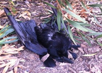 рдЦрд│рдмрд│рдЬрдирдХ : рдЕрдХреЛрд▓рд╛ рдЬрд┐рд▓реНрд╣реНрдпрд╛рдд рдЖрдврд│рд▓реЗ рдореГрдд рдХрд╛рд╡рд│реЗ, рдмрд░реНрдб рдлреНрд▓реВрдЪрд╛ рдзреЛрдХрд╛ !