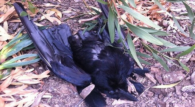 खळबळजनक : अकोला जिल्ह्यात आढळले मृत कावळे, बर्ड फ्लूचा धोका !