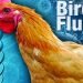 कोरोनामागोमाग देशावर ‘बर्ड फ्लू’चं संकट; ‘या’ राज्यांत सतर्कतेचा इशारा