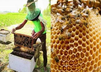 मधमाशापालनासाठी ‘मध केंद्र’ योजना; इच्छुकांना सहभागाचे आवाहन