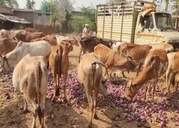 рдмрд╛рдЬрд░ рд╕рдорд┐рддреНрдпрд╛ рдЧреНрд░рд╛рдореАрдг рднрд╛рдЧрд╛рддреАрд▓ рдмрд╛рдЬрд╛рд░ рдмрдВрджрдЪрд╛ рд╢реЗрдХрд▒реНрдпрд╛рдВрдирд╛ рдлрдЯрдХрд╛,рдкрд┐рдХрд╡рд▓реЗрд▓реА рд╡рд╛рдВрдЧреА рдЯрд╛рдХрд▓реА рдЧреБрд░рд╛рдВрдирд╛