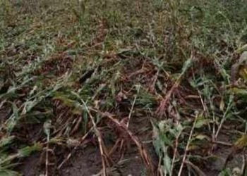 तालुक्यामध्ये अवकाळी पावसामुळे गहू, हरभरा, कांद्याचे मोठे नुकसान