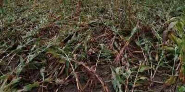 तालुक्यामध्ये अवकाळी पावसामुळे गहू, हरभरा, कांद्याचे मोठे नुकसान