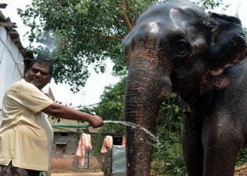 ‘рддреНрдпрд╛рдиреЗ’ рдореБрд▓рд╛рд▓рд╛ рдмреЗрджрдЦрд▓ рдХрд░рдд рд╣рддреНрддреАрдВрдЪреНрдпрд╛ рдирд╛рд╡рд╛рд╡рд░ рдХреЗрд▓реА рддрдмреНрдмрд▓ 5 рдХреЛрдЯреАрдВрдЪреА рд╕рдВрдкрддреНрддреА