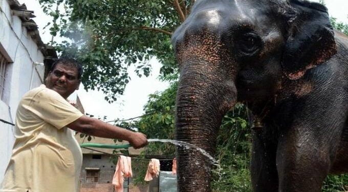 ‘त्याने’ मुलाला बेदखल करत हत्तींच्या नावावर केली तब्बल 5 कोटींची संपत्ती