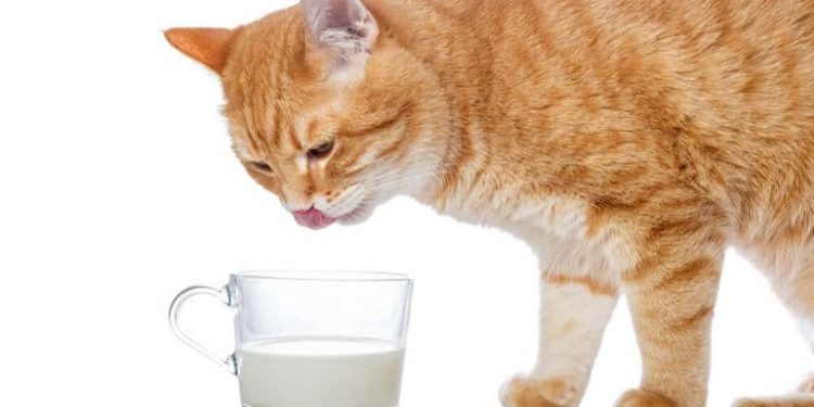 आईने मांजरीला मारण्यासाठी दुधात विष टाकलं, बाहेरून मुलगा आला आणि त्याने तेच दुध पिले...