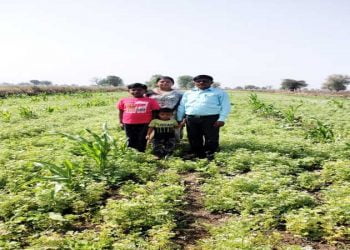 Coriander farming