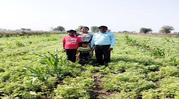 Coriander farming