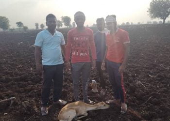 हरणाच्या पळसाला