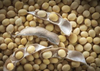 शेतकऱ्यांनी सोयाबीनची उगवणक्षमता तपासून घरचेच बियाणे वापरावे