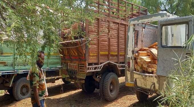 अकोट वर्तुळ क्षेत्रात अवैधरित्या वृक्षतोड करू वाहतूक करणारी टोळी गजाआड,तीन आरोपीना अटक