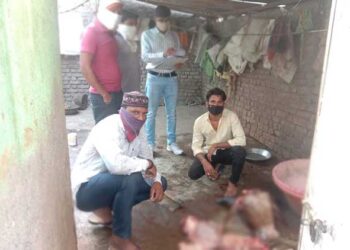 कत्तलखान्यावर तेल्हारा पोलिसांची धाडसी कारवाई गोवंशाच्या मासासह दोन आरोपी अटकेत