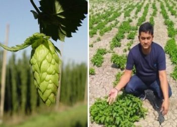 world costlier vegetable